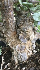 15pcs 6" Long Cork Bark Portulacaria Succulent Cuttings Dwarf Jade Bonsai