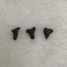 3 Tiny Shark Teeth