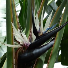 Strelitzia nicolai|Giant bird of paradise|Plug plant