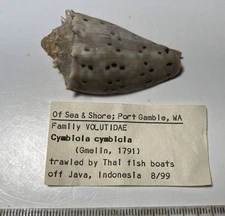 Cymbiola cymbiola. Collected in Java. Great Shape. 54 mm
