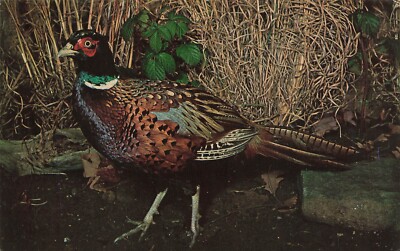 Postcard Ring Necked Pheasant 