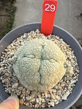 RareSucculent Plant Pseudolithos migiurtinus Garden D cor Boutique WYSIWYG 29