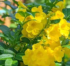 Tacoma Stans Seedling - Yellow Bell Plant - 5 Inches Tall 