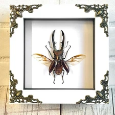 Golden Stag Beetle Cyclommatus metallifer White Baroque Style Box Frame Display 