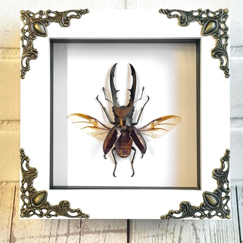 Goldener Hirschkäfer Cyclommatus metallifer weiß Barockstil Kastenrahmen Aufsteller  - Bild 1 von 2