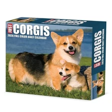 Willow Creek Press,  Just Corgis 2026 Desk Calendar, 6.18'' X 5.43'', Daily Cale