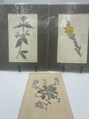Lot of 3 VTG Antique Botanical / Flower Prints Art By William Curtis 100 Years