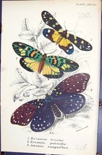 Old Devanica Tricolor Erasmia Pulchella Amesia Butterflies 1896 Lloyd Victorian