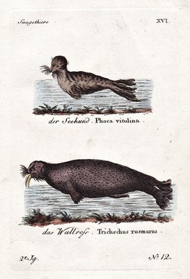 Seehund Walross seal walrus Robbe marine mammels engraving Kupferstich 1790