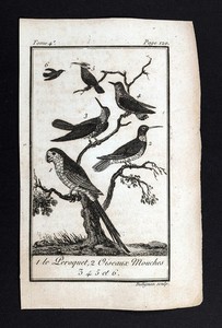 1802 Buffon Natural History Print Birds Parrot & Hummingbirds Trochilidae Aves