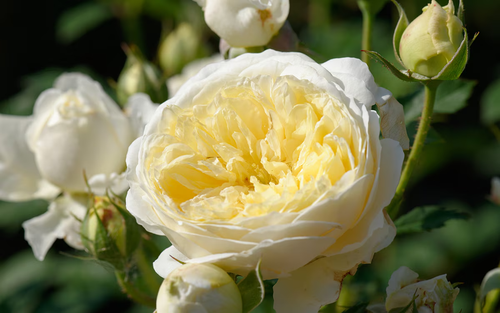 4 cuttings of Cl Perpetually Yours (HARfable, Canterbury ) English Legend Rose ! - Picture 2 of 8