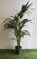 PLANTE DE KENTHIA en pot 18