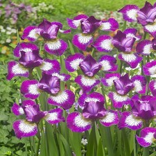 Iris Rhizom winterhart Staude Blüten Sibirische Schwertlilie Currier 1 St.