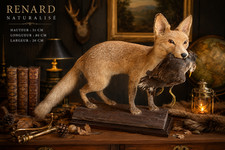 Renard naturalisé avec sa proie Oiseau Taxidermie Ancienne ancien Socle