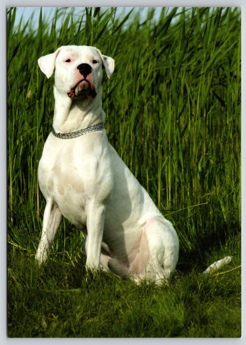 Cubano Dog Dogo Cubano Sale THE CUBAN SOLID Inch 10K Solid Yellow Gold Dog  Collar BIG, image size:854x1200