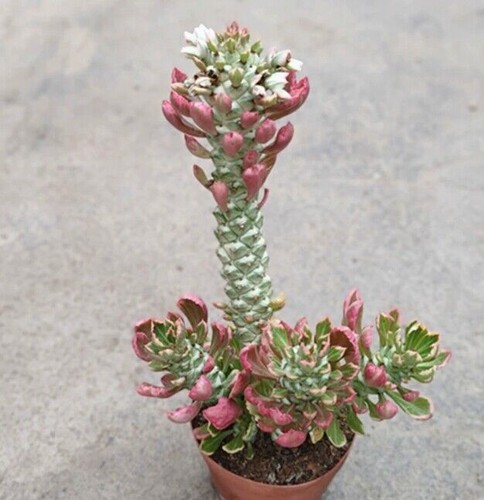 Euphorbiaceae Rare Succulent Plant home Garden beautiful Living Plant 8-10cm