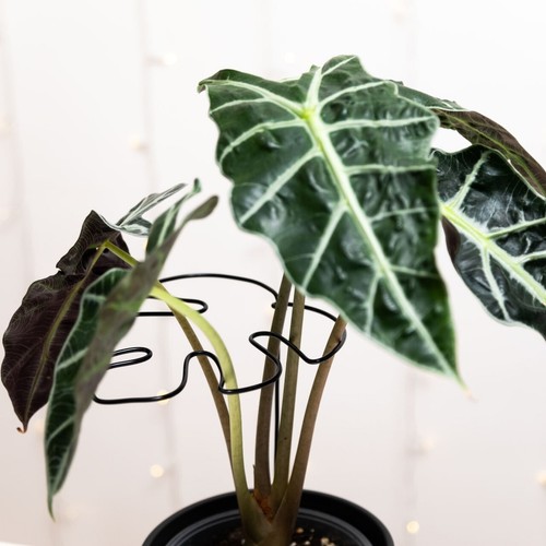 Plant support – Monstera leaf black S - Picture 4 of 8