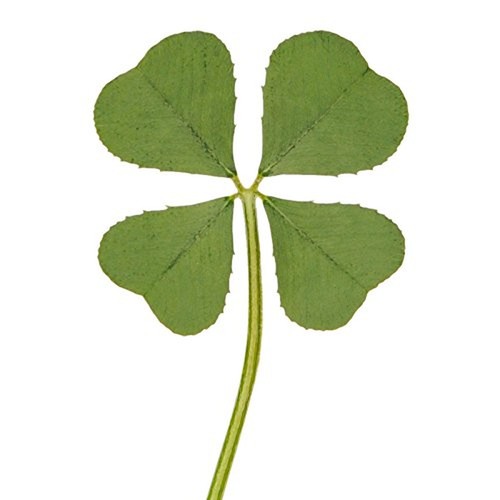 Genuine Real 4 Four-Leaf Clover Green Irish Shamrock St. Patric's Day Luucky ...