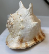 Huge Large Giant Queen King Helmet Horned Conch Shell Specimen 11x8x8 5#