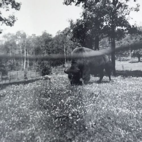 Vintage czarno-białe zdjęcie żubra buffalo głowa w dół jedzenie trawa wypas - Zdjęcie 1 z 4