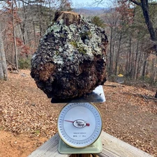 Huge 39lb 15" Cured NC Wild Black Cherry Hardwood BURL Slab Wood Live Edge Burr