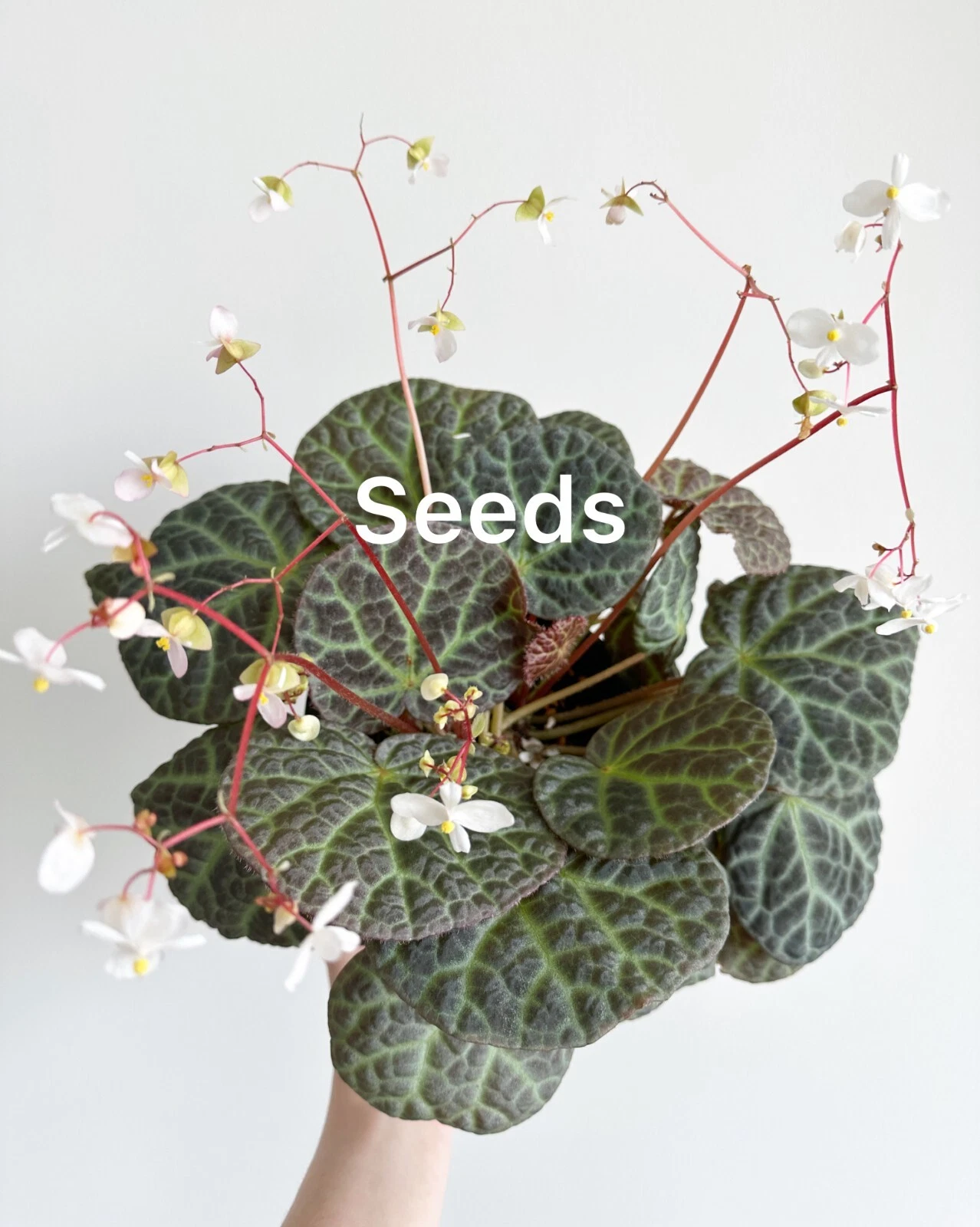Begonia yenyeniae 40+ seeds - FREE domestic shipping