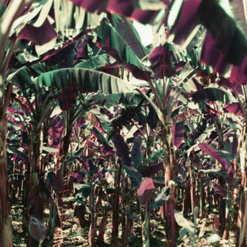 Dampé Peach Shuffle (Vinyl) 12