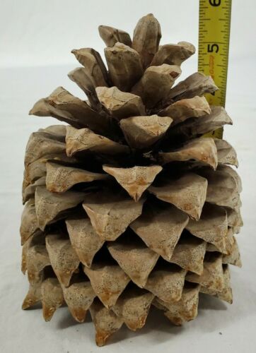 Giant Pinecone - Picked From Vermont - Holiday Crafts Christmas Tree Arts - Picture 9 of 9
