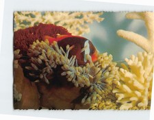 Postcard Sea Anemone and Clown Fish Great Barrier Reef Australia