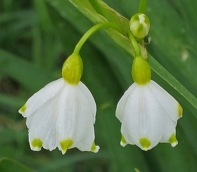 Foto 6x4 Sommer Schneeflocke (Leucojum aestivum) fäht zwei Blumen auf der c2017