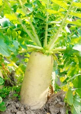 200+Seeds Daikon Radish Japanese Minowase Radish Chinese White radish Luo bo USA