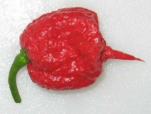 2.3 Grams Carolina Reaper Powder sample chile spice World Record Hottest! HP22B - Picture 2 of 4