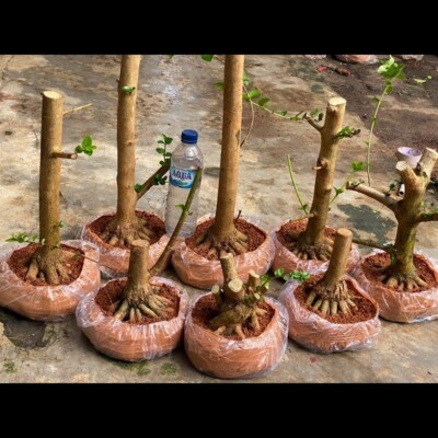 initial stage materials for sancang bonsai with octopus root program - bonsai