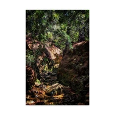 Brush Forest Path Canvas Art by Pixie Pics 30x47 Gallery-Wrapped Wall USA