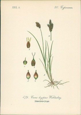 Chromolithographie : Lachenals Segge. Schneehuhn-Segge. Carex lagopina Wahlenber