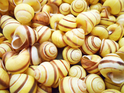 Select 50 Striped Yellow Land Snail Shells 3/4-1'' Seashells Beach Crafts Hermit