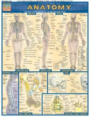 Anatomy (Quickstudy: Academic) - Pamphlet By BarCharts, Inc. - GOOD