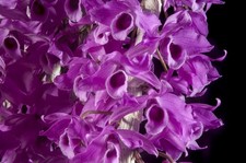 Dendrobium anosmum 'Purple Pride' Orchid Live Potted