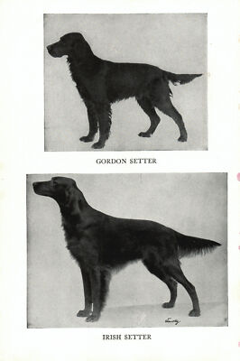 Irish Gordon Setter 1947 Complete Dog Gordon Setter And Irish