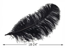 10 Wing 18- 24" Black Huge Ostrich Plumes Centerpiece Feathers Costume Halloween