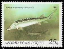 AZERBAIJAN 386 - Russian Sturgeon "Acipenser gueldenstaedtii" (pb76263)