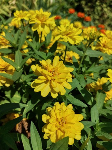 200 SEMI🏵ZINNIA ANGUSTIFOLIA 15-25cm 🌼ZINNIA A FOGLIA STRETTA MIX 🌺2024 - Foto 3 di 10