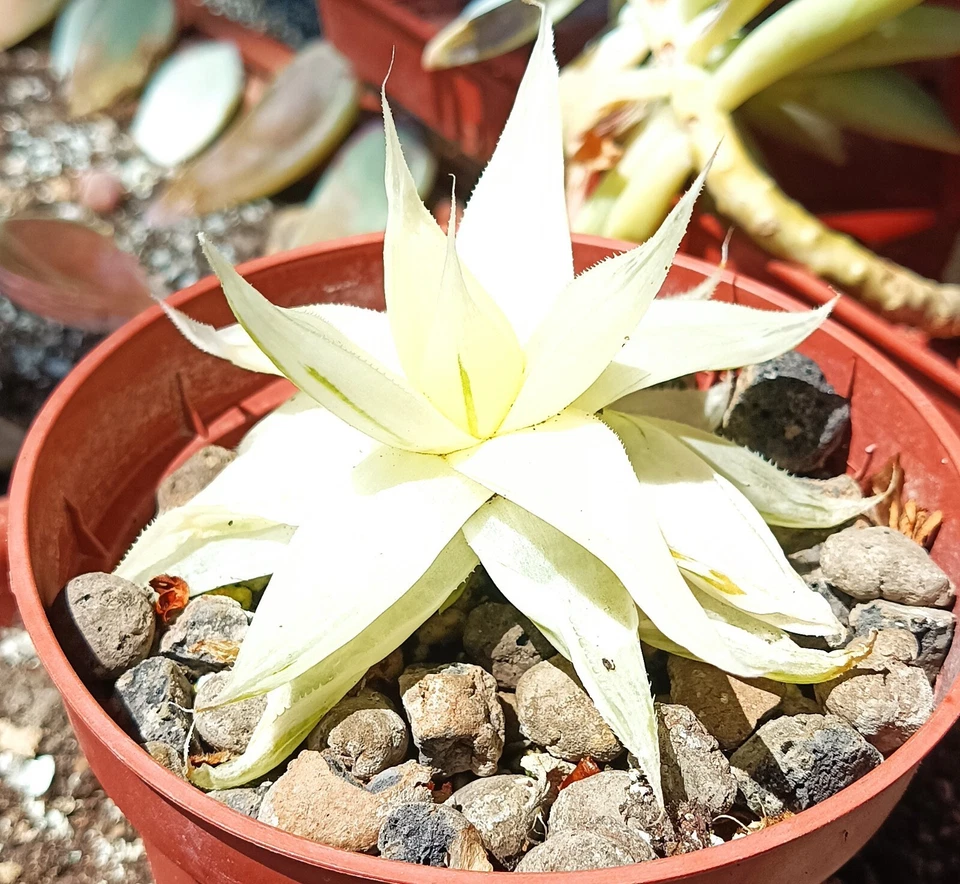 Haworthia Variegata Cactus Cacti Succulent big old homegrown plant free gift - Image 4 of 4