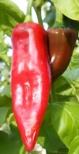 25+ BIG JIM HOT PEPPER SEEDS|  NUMEX pepper| VEGETABLE culinary SALSA |