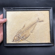 INCREDIBLE Framed Knightia Fish Fossil In Matrix Green River Wyoming 6.5&rdquo; X 5.6&rdquo;