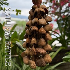 Natural Pangi Seed Shaker Handmade for Yoga  Meditation Handcrafted Pangi Seeds