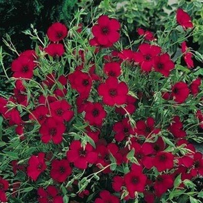 Червоний льон, насіння червоного льону - Linum grandiflorum - 150 насіння - Gard