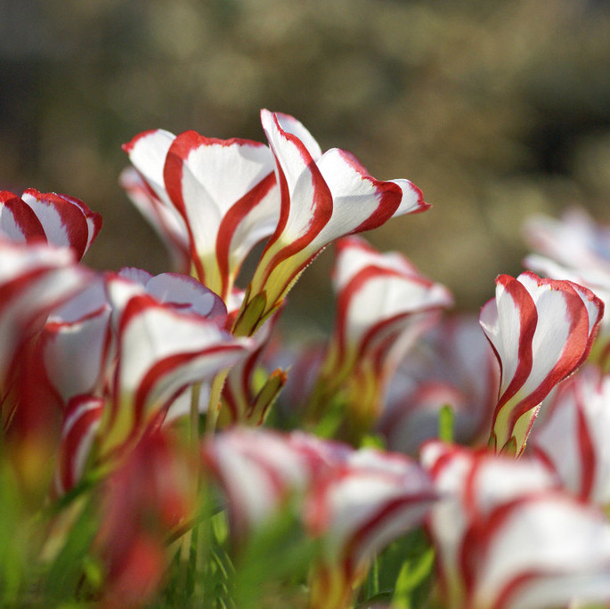 Candy Cane Sorrel Oxalis Versicolor Seeds Garden Flowers eBay
