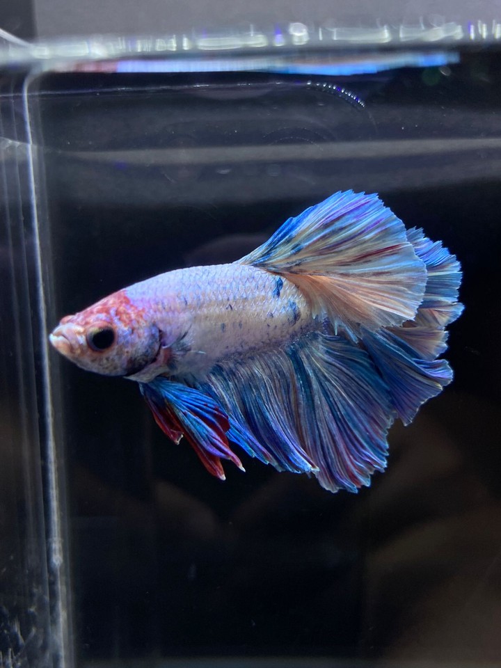 Live Betta Fish Male Rosetail Pastel Blue USA SELLER M1979 eBay
