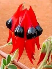 Rare Australian Sturts Desert Pea Seeds ~ Swainsona Formosa~ Plants ~ Garden ~